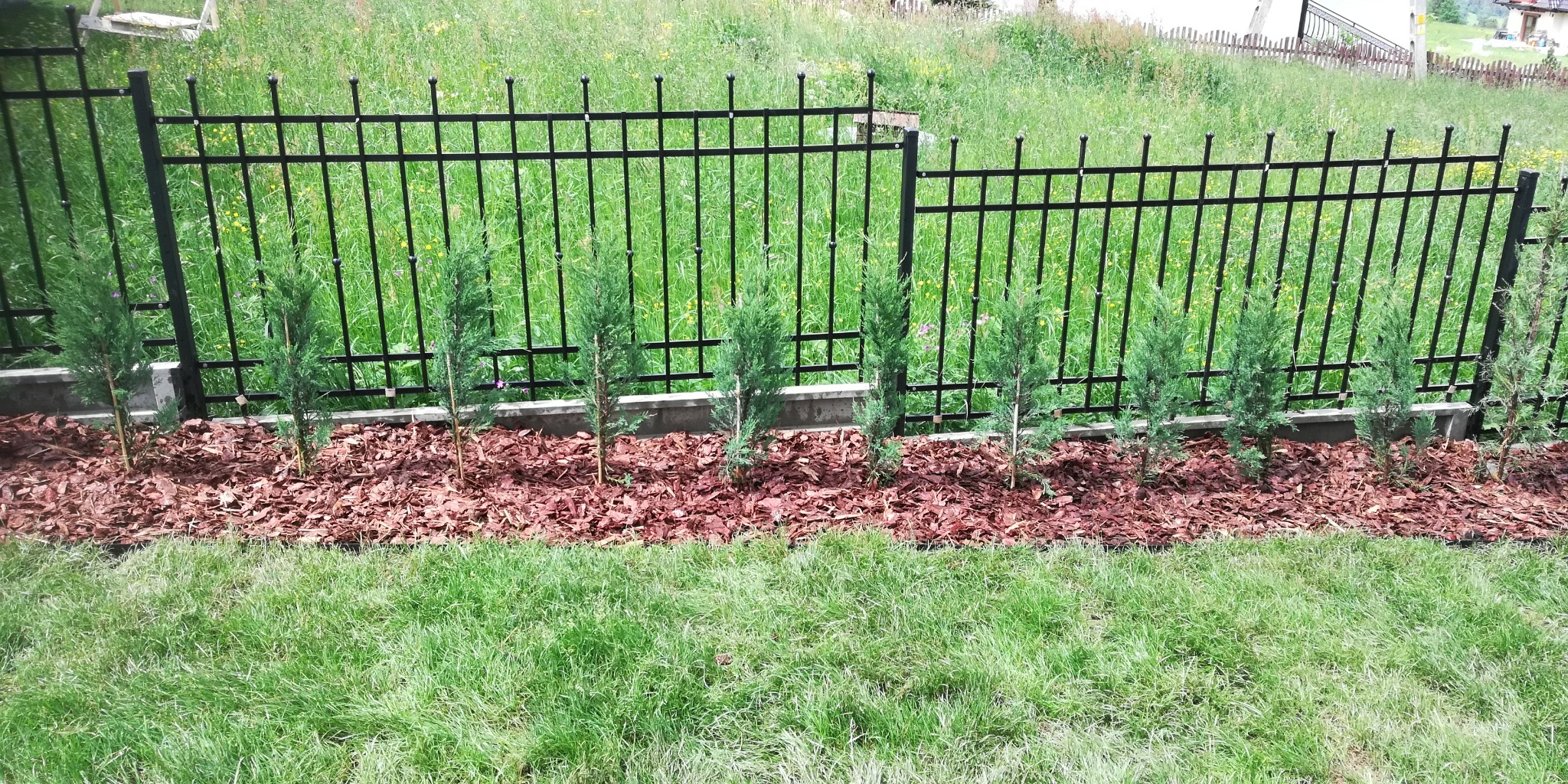 Świeżo posadzone, młode cyprysiki wzdłuż czarnego, metalowego ogrodzenia, obsypane korą, na tle soczystej zieleni trawnika.