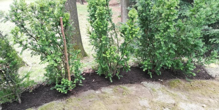 posadzone Cisy aby stworzyć przytulną atmosferę o rekreacyjnej części ogrodu