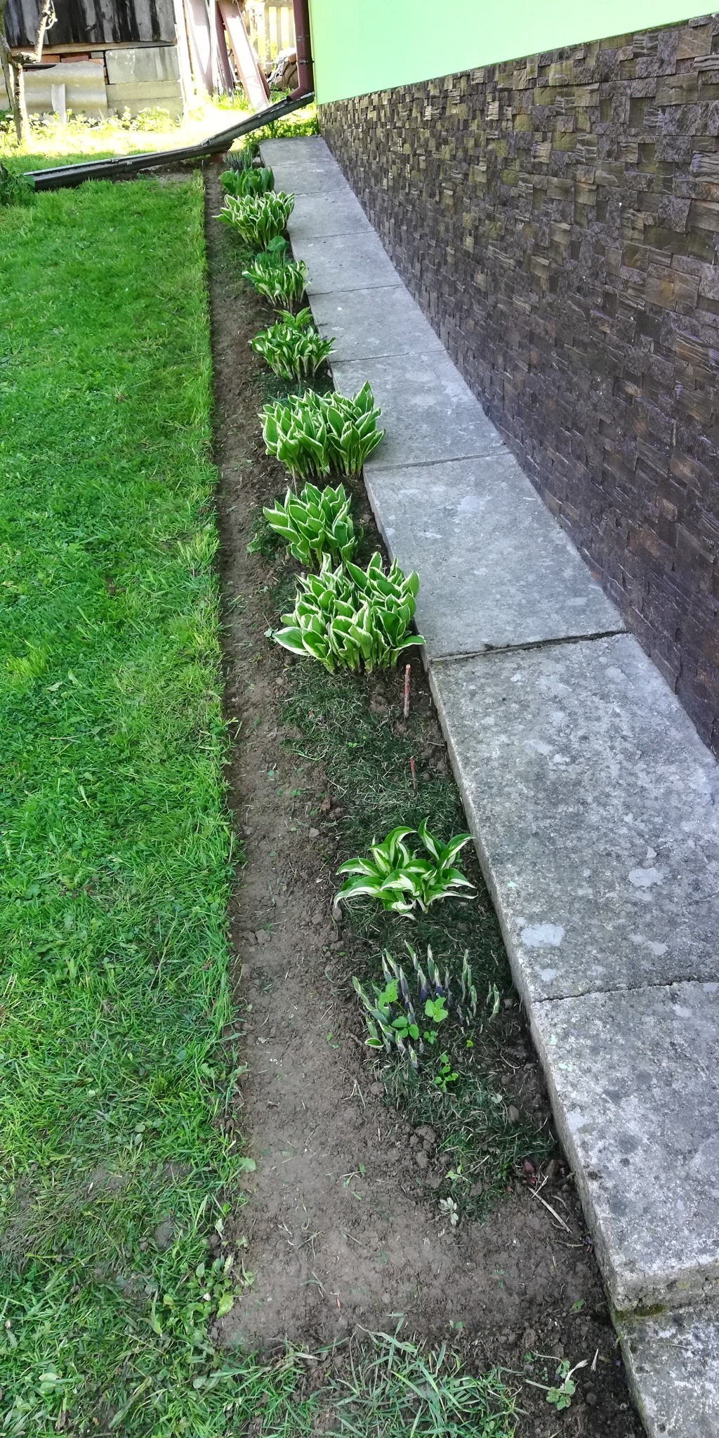 Wyrównanie darni przy rabacie z Funkiami,