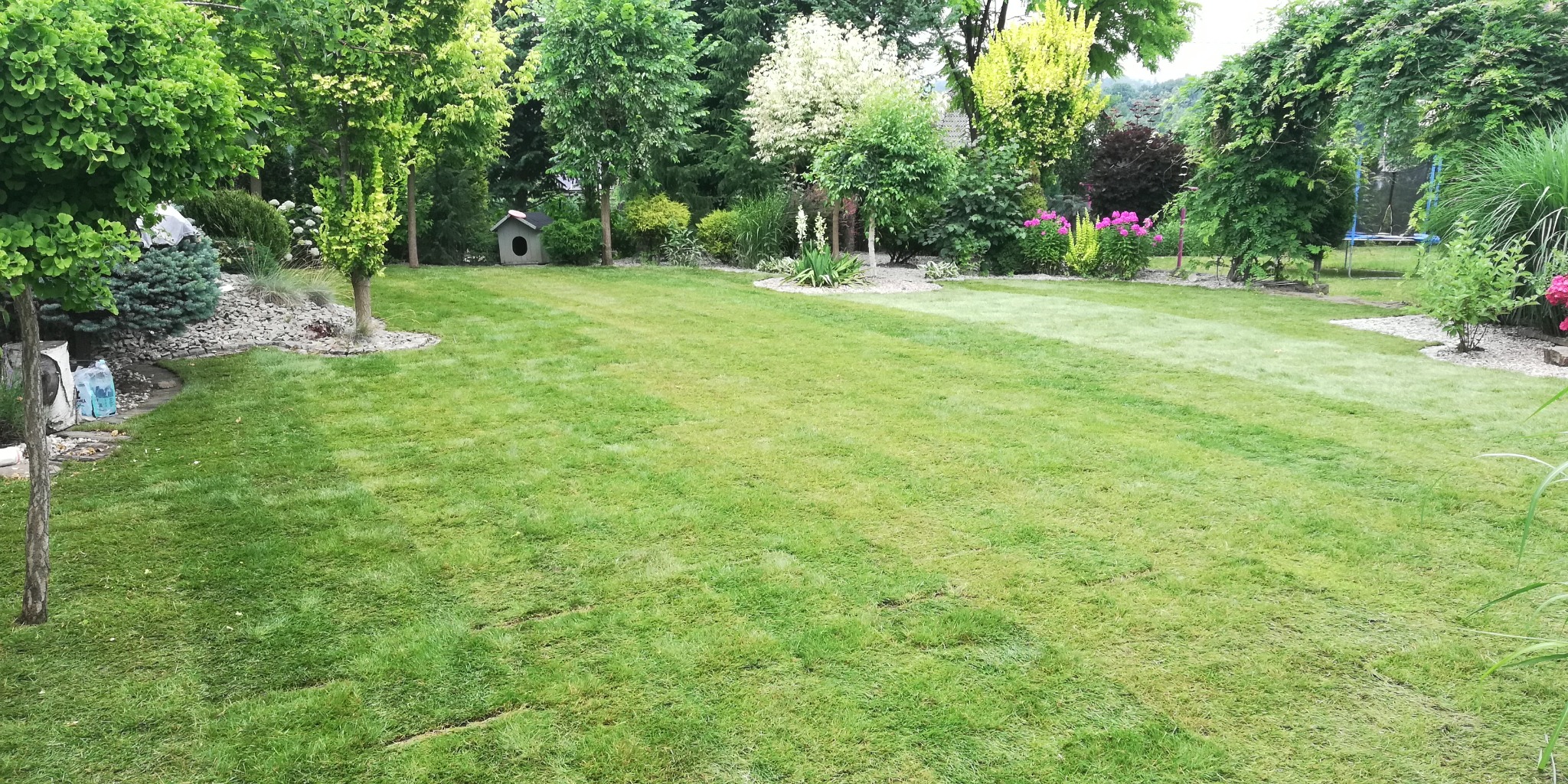 świeżo położony trawnik od pierwszych chwil robi oszałamiające wrażenie