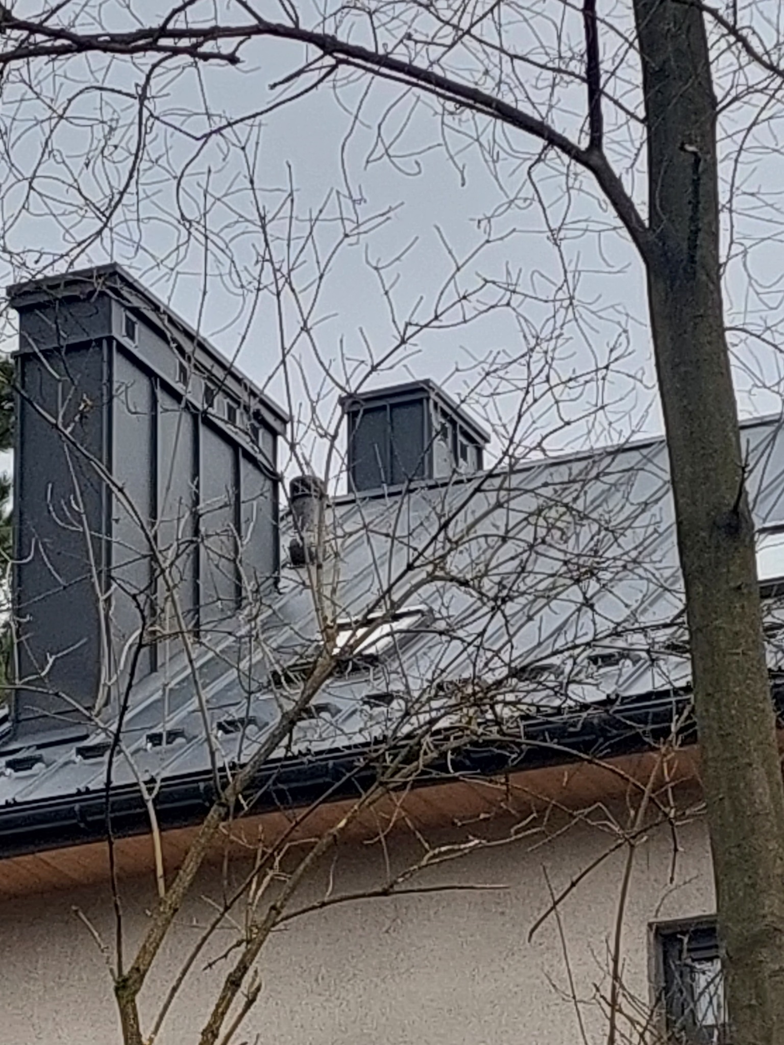 Szary dach z blachy z widocznymi kominami, częściowo zasłonięty przez gałęzie drzew w bezlistnym stanie.