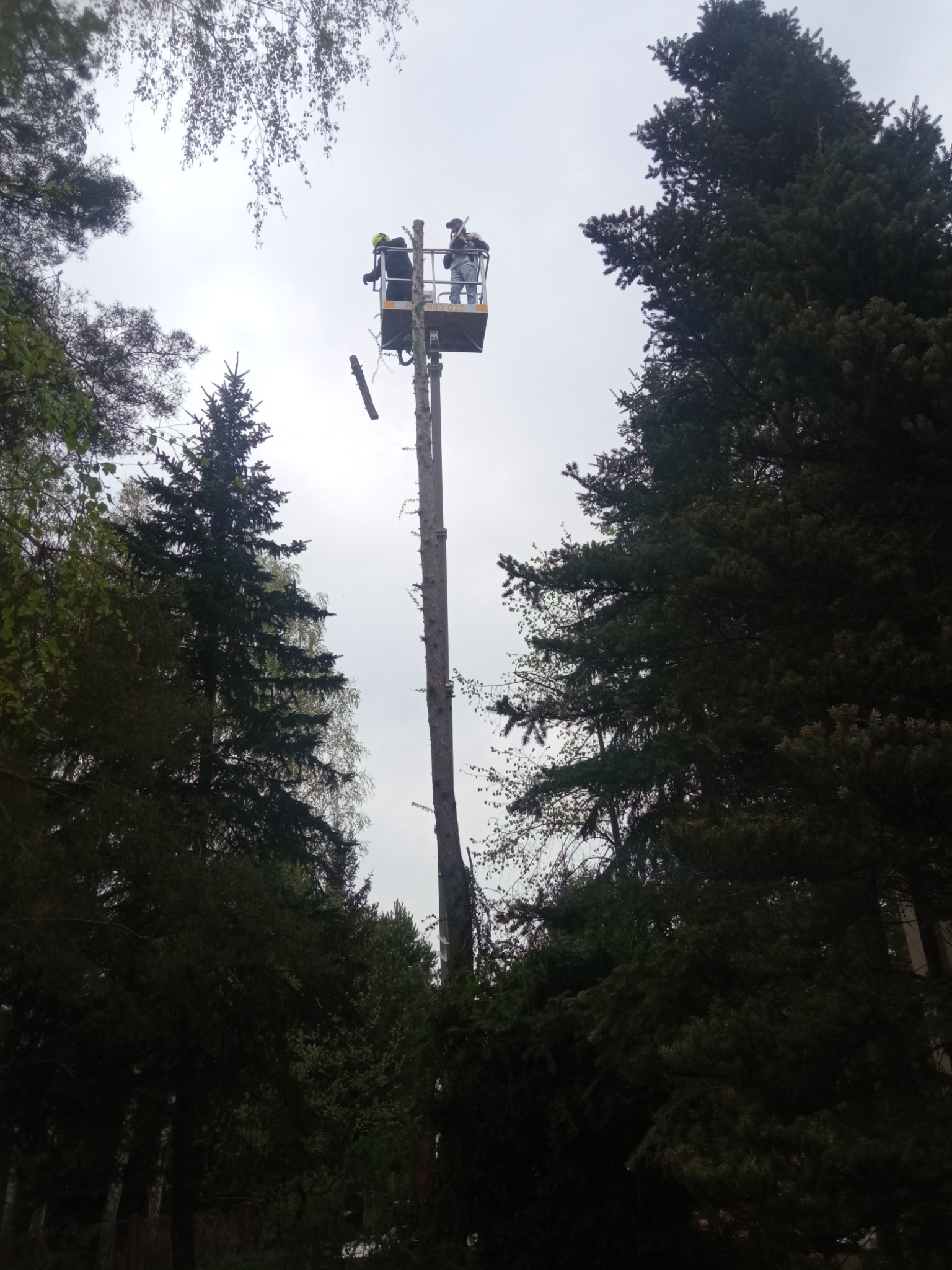 Dwóch pracowników na podnośniku koszowym przy wysokim, ogołoconym z gałęzi drzewie, podczas pracy na wysokościach, otoczone gęstymi drzewami iglastymi w pochmurny dzień.