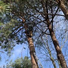 Pracownik na drabinie przy pniu wysokiego drzewa iglastego, w trakcie pracy z gałęziami, widok z dołu na tle błękitnego nieba.