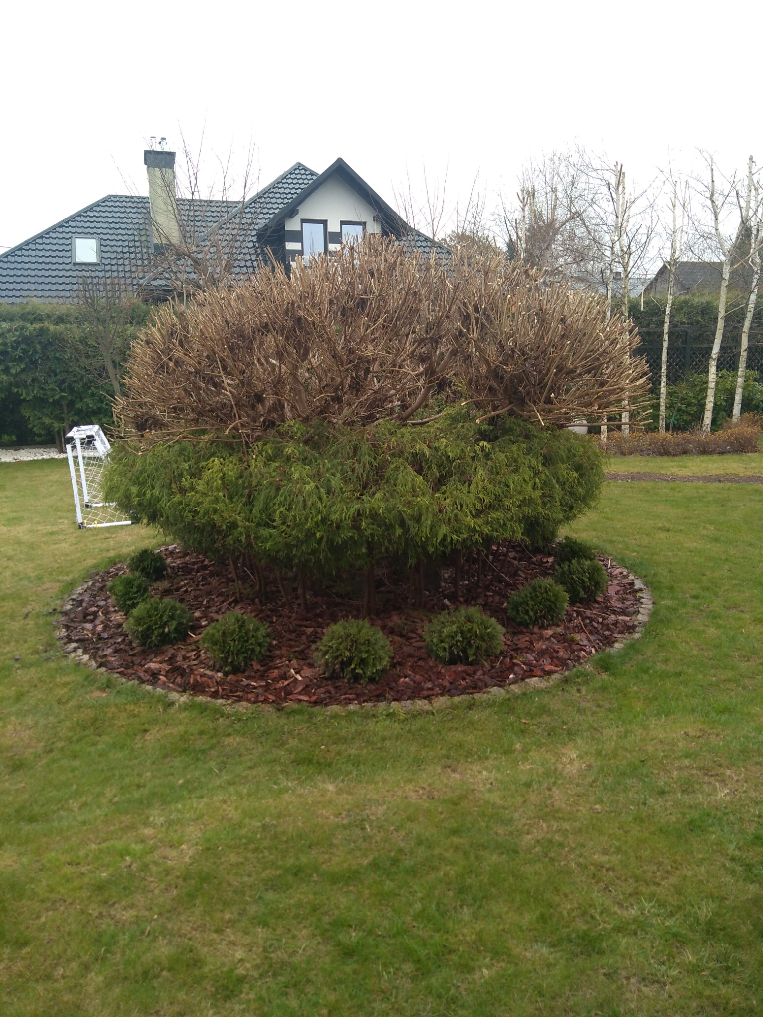 Okrągły krzew z brązowymi gałęziami na górze i zielonymi igłami na dole, otoczony korą i małymi kulistymi krzewami, na trawniku przed domem z ciemnym dachem.