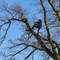 Arborysta w kasku i uprzęży, zabezpieczony linami, przycina gałęzie wysokiego drzewa na tle błękitnego nieba w bezlistnym lesie.