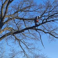 Arborysta w kasku, z piłą spalinową, zabezpieczony linami, przycina gałęzie wysokiego, rozłożystego drzewa na tle błękitnego nieba.