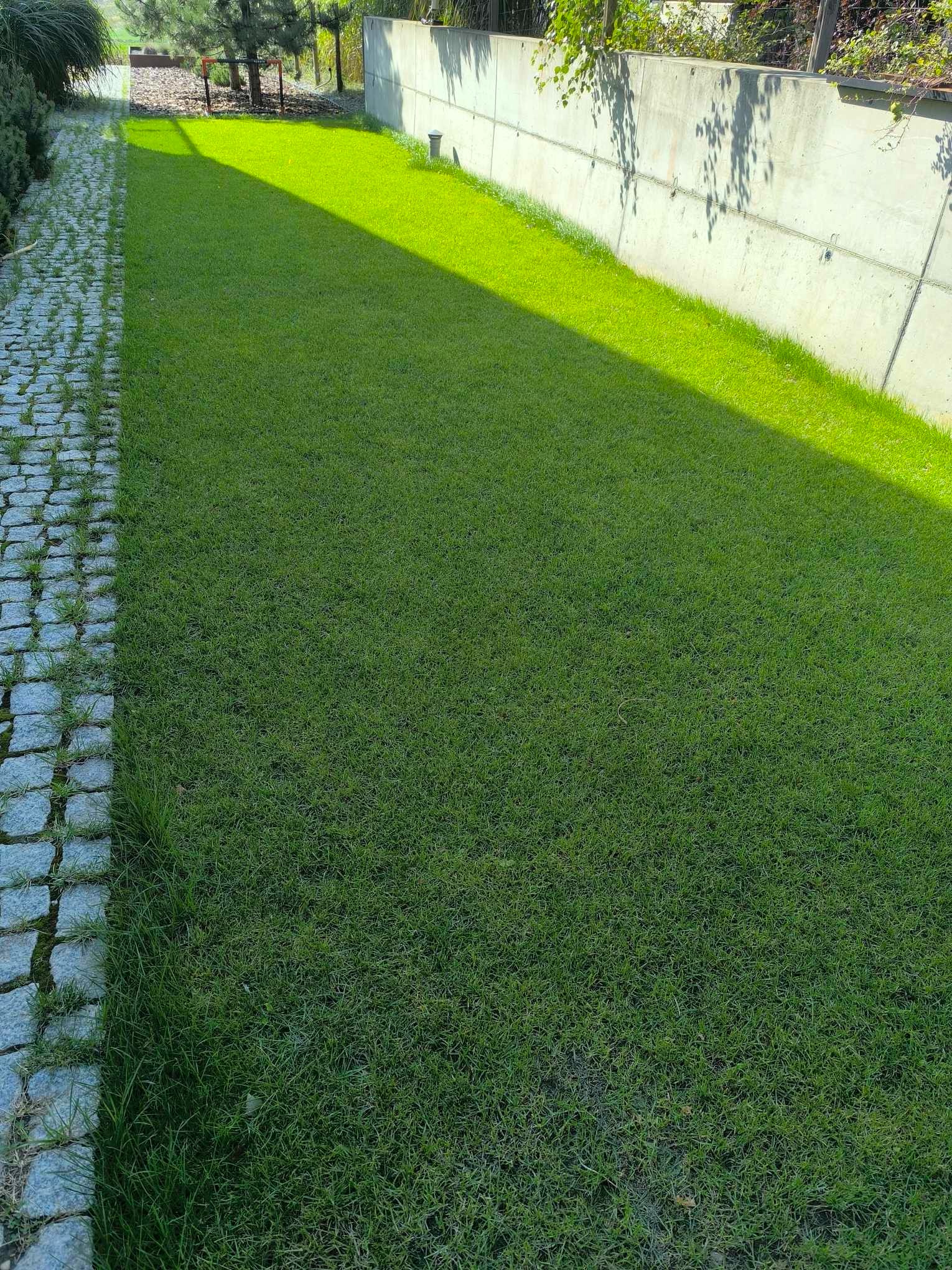 Widok z góry na świeżo założony trawnik przylegający do ścieżki z kostki granitowej i betonowego muru z cieniami drzew.