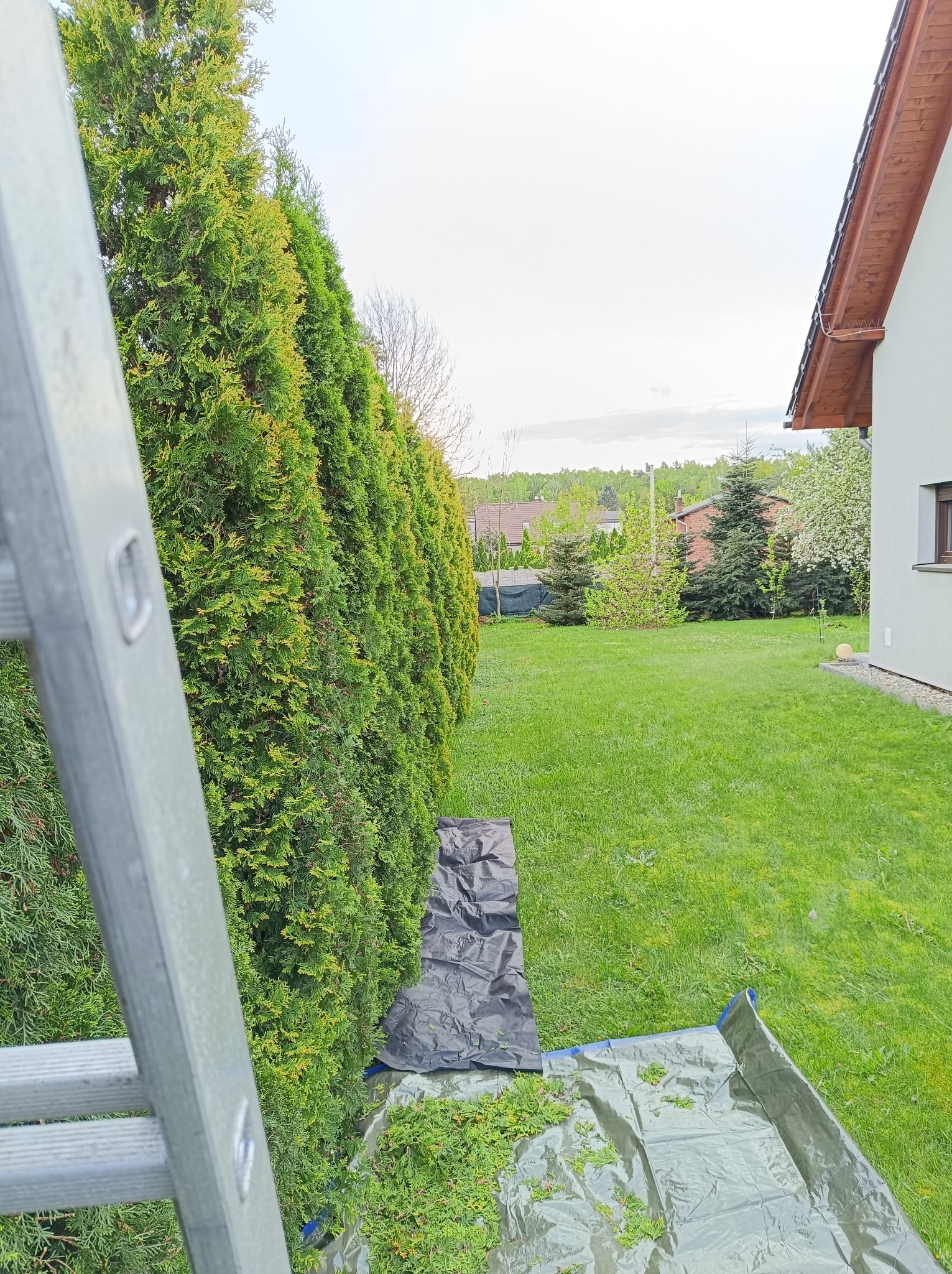 Przycinanie żywopłotu z tui: widok z drabiny na fragment przyciętego żywopłotu, rozłożone plandeki z zebranymi gałązkami, w tle trawnik i dom.