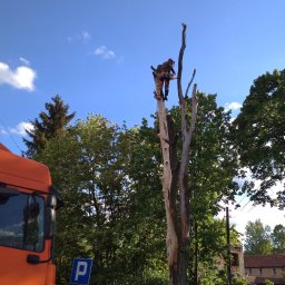Kerkus Arborystyka Wojciech Kolarski - Ścinka sekcyjna - klon pospolity (martwy), prace dla Gminy Kłodzko