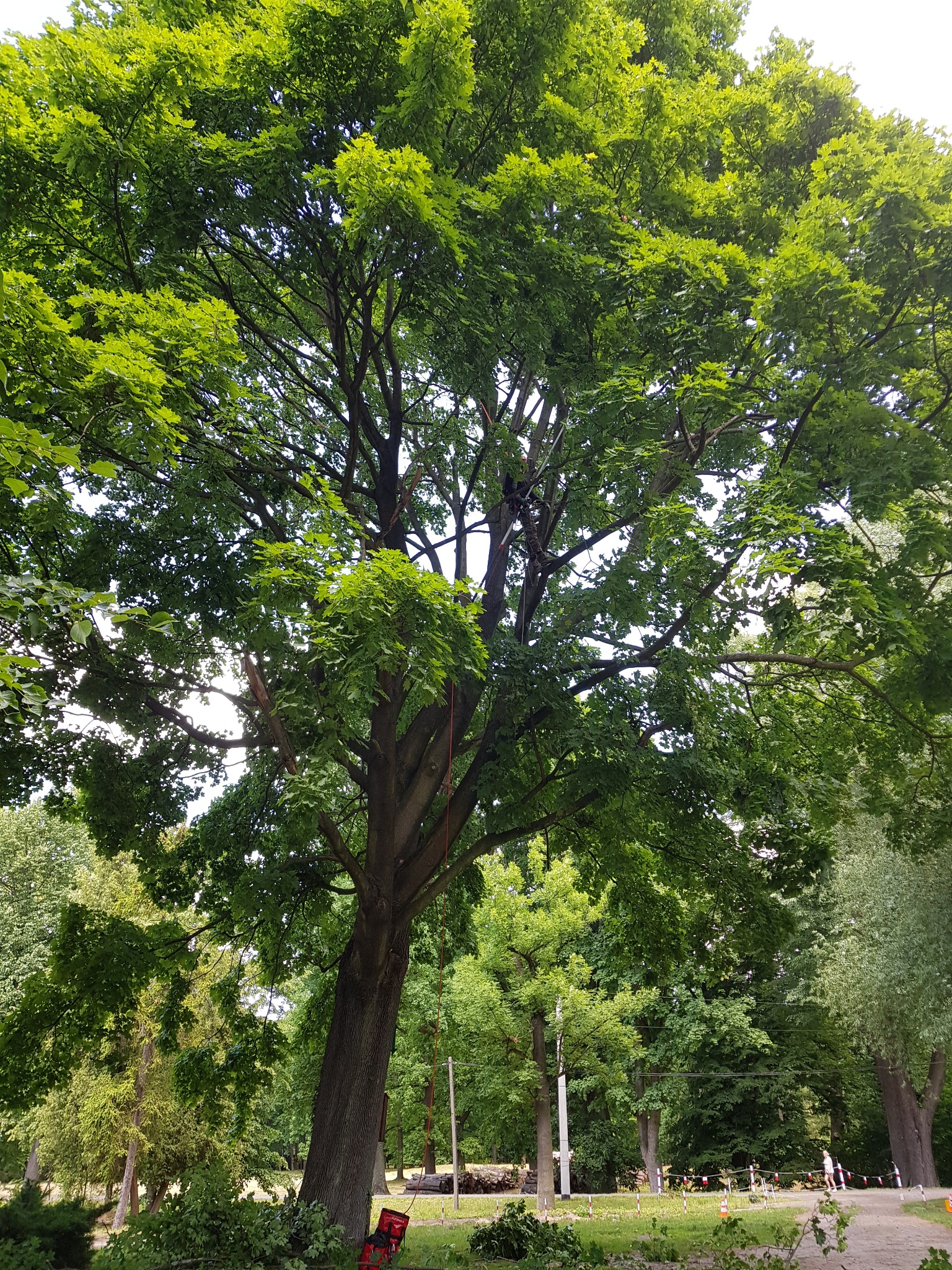 Cięcia pielęgnacyjne - klon pospolity, park zabytkowy w Złotym Potoku, dla Powiatu Częstochowskiego