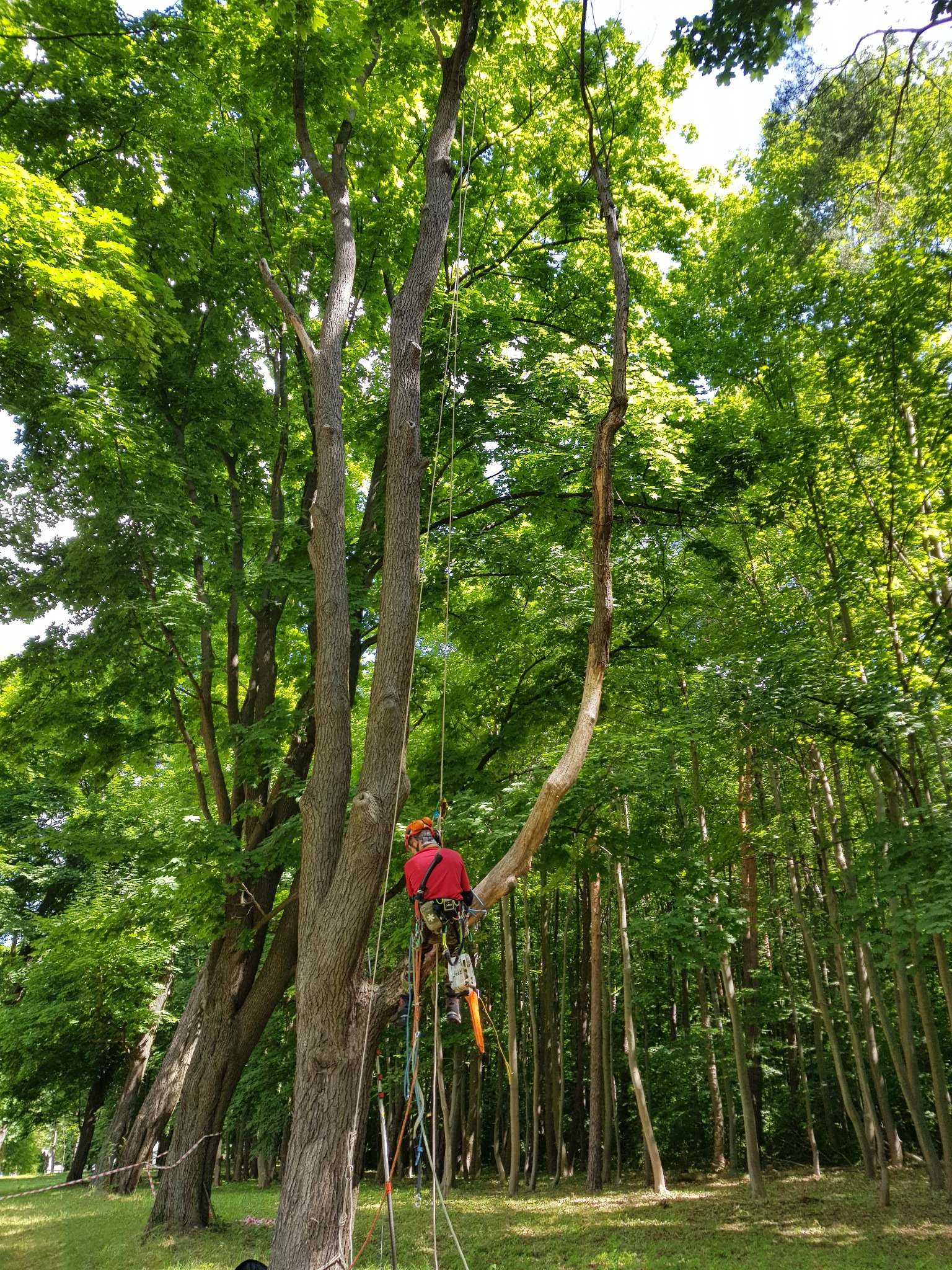 Arborysta w kasku i uprzęży, zawieszony na linie, przycina gałęzie wysokiego klonu w zabytkowym parku, z widocznymi narzędziami do cięcia.