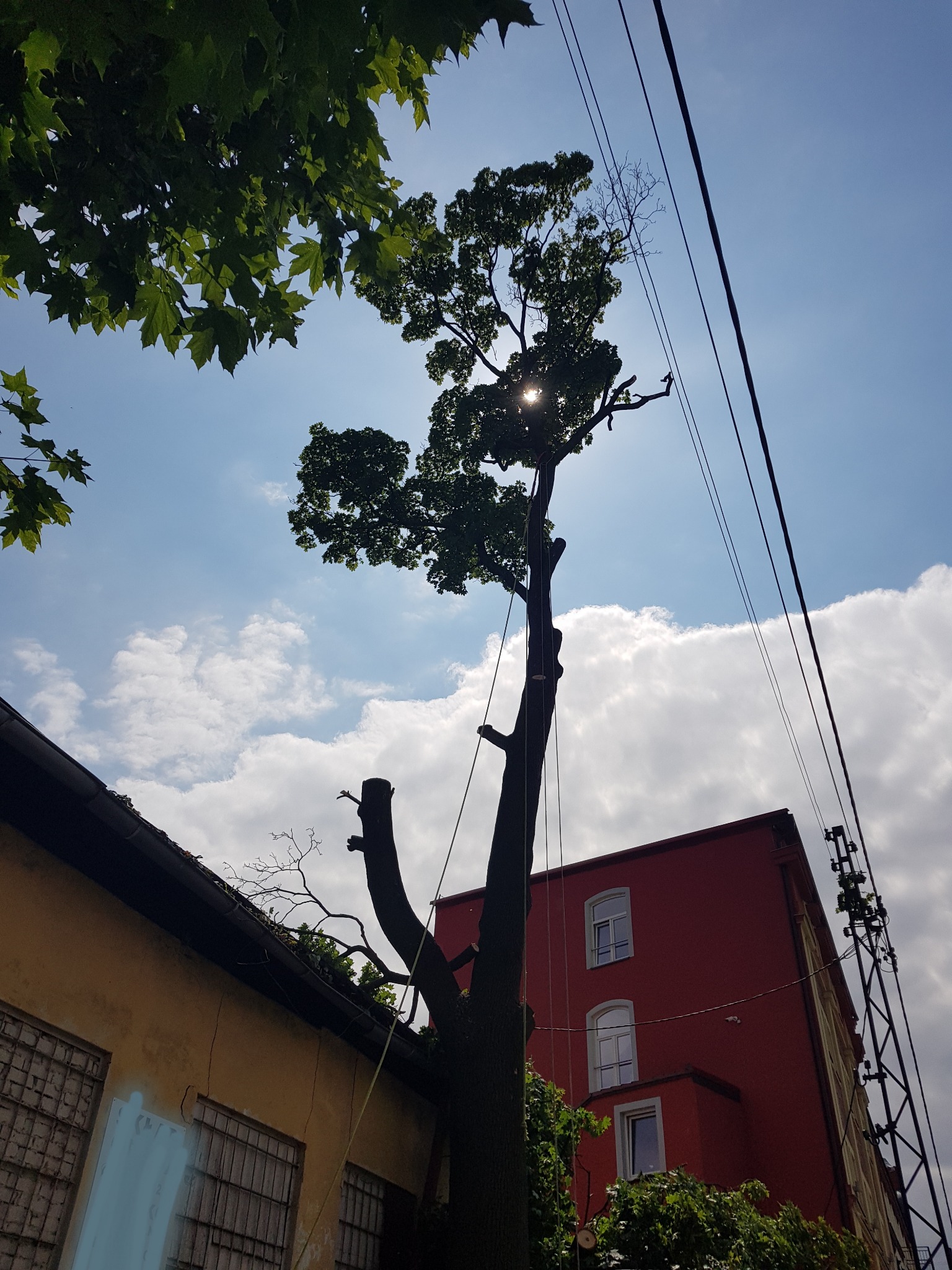 Ścinka sekcyjna - klon pospolity, Kłodzko, właściciel prywatny