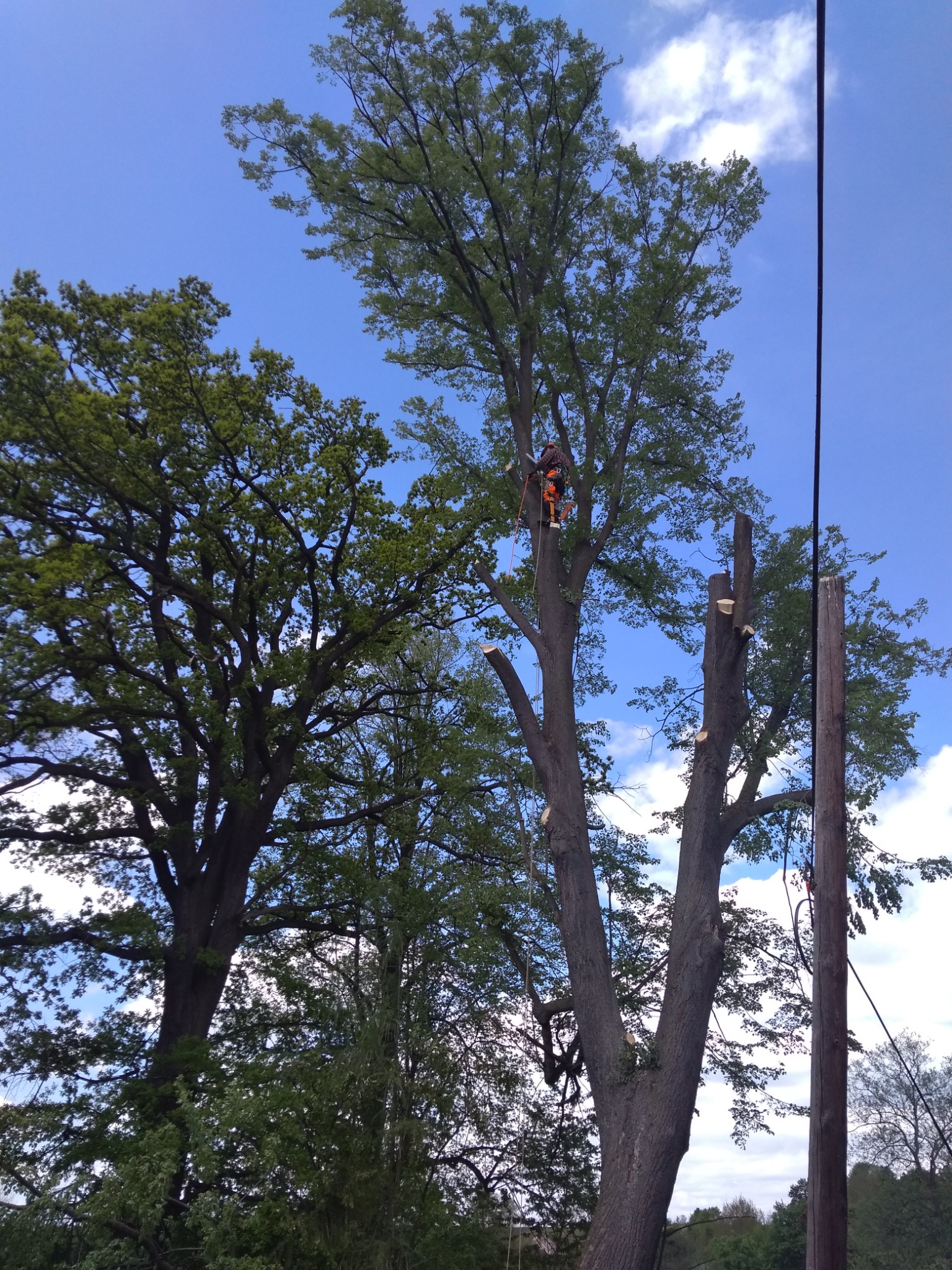 Ścinka sekcyjna - lipa drobnolistna, prace dla Gminy Kłodzko