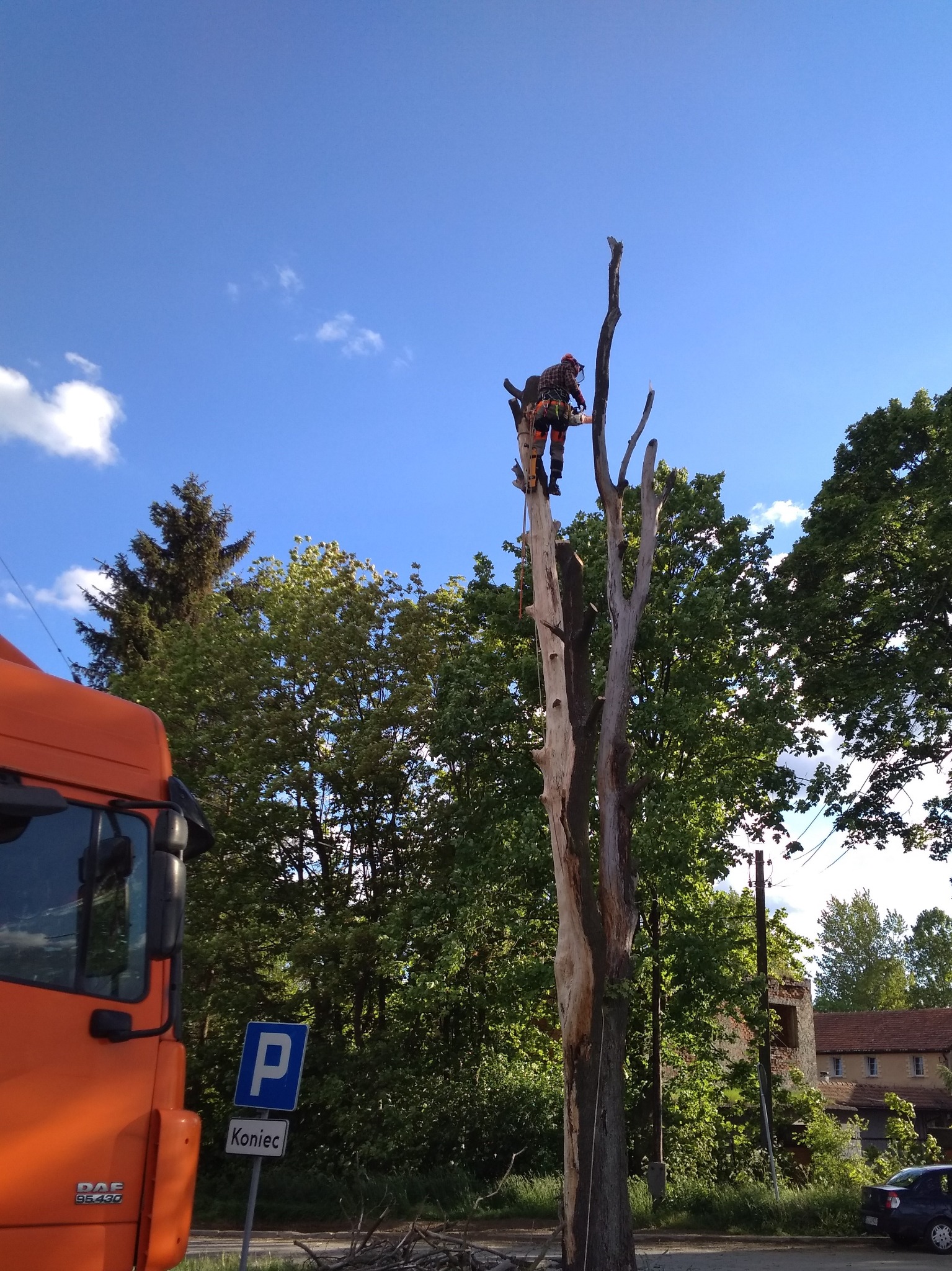 Ścinka sekcyjna - klon pospolity (martwy), prace dla Gminy Kłodzko