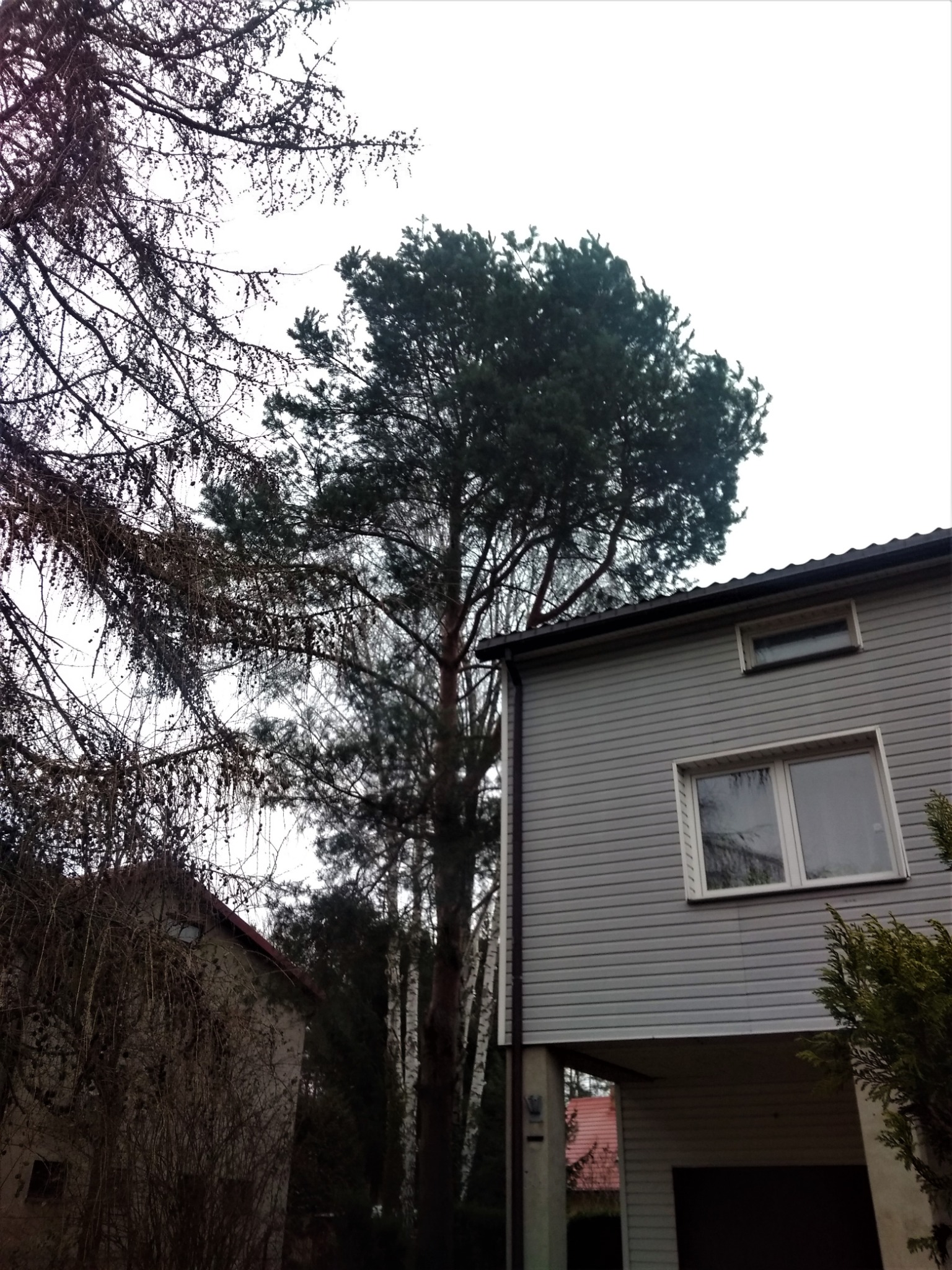 Ścinka sekcyjna - sosna pospolita, Warszawa, właściciel prywatny, zdjęcie 1