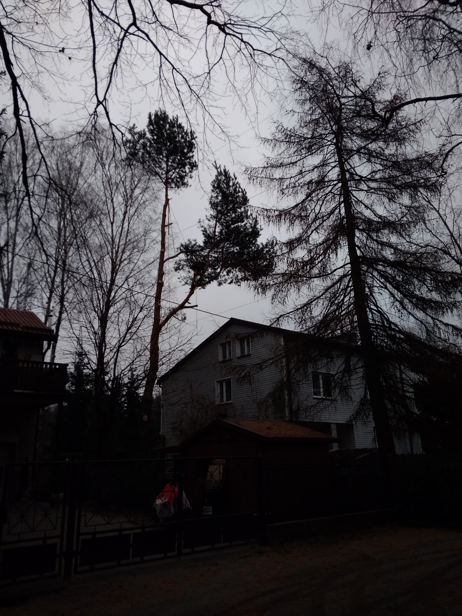 Ścinka sekcyjna - sosna pospolita, Warszawa, właściciel prywatny, zdjęcie 2