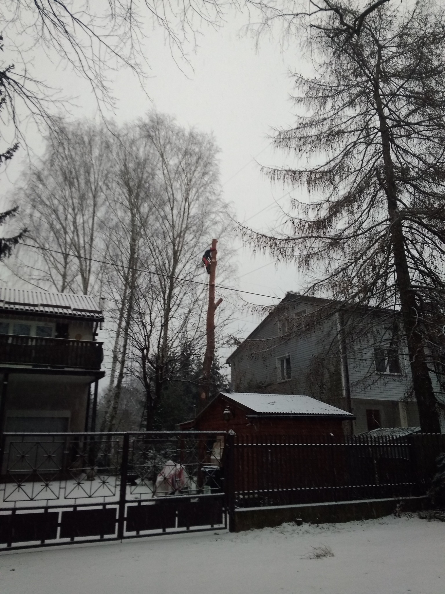 Ścinka sekcyjna - sosna pospolita, Warszawa, właściciel prywatny, zdjęcie 3