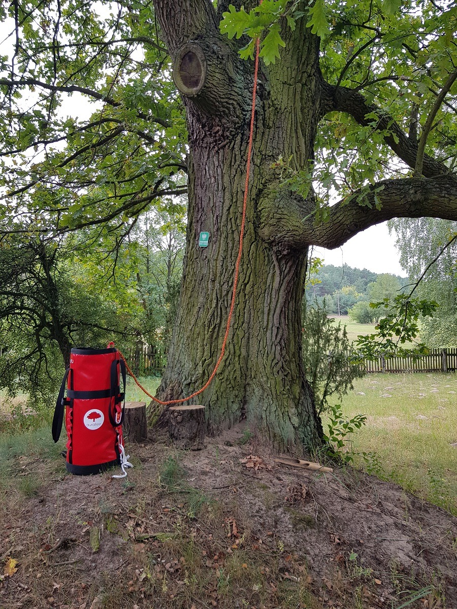 Pielęgnacja - Dąb pomnikowy w Szygówku, Gmina Pułtusk