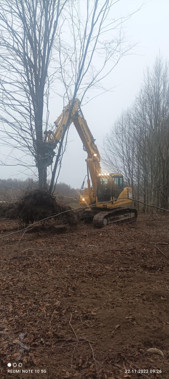 Żółta koparka Komatsu z chwytakiem do drzew usuwa drzewo w zalesionym terenie w pochmurny dzień, widoczne korzenie wyrwanego drzewa i pozostałe drzewa bez liści.