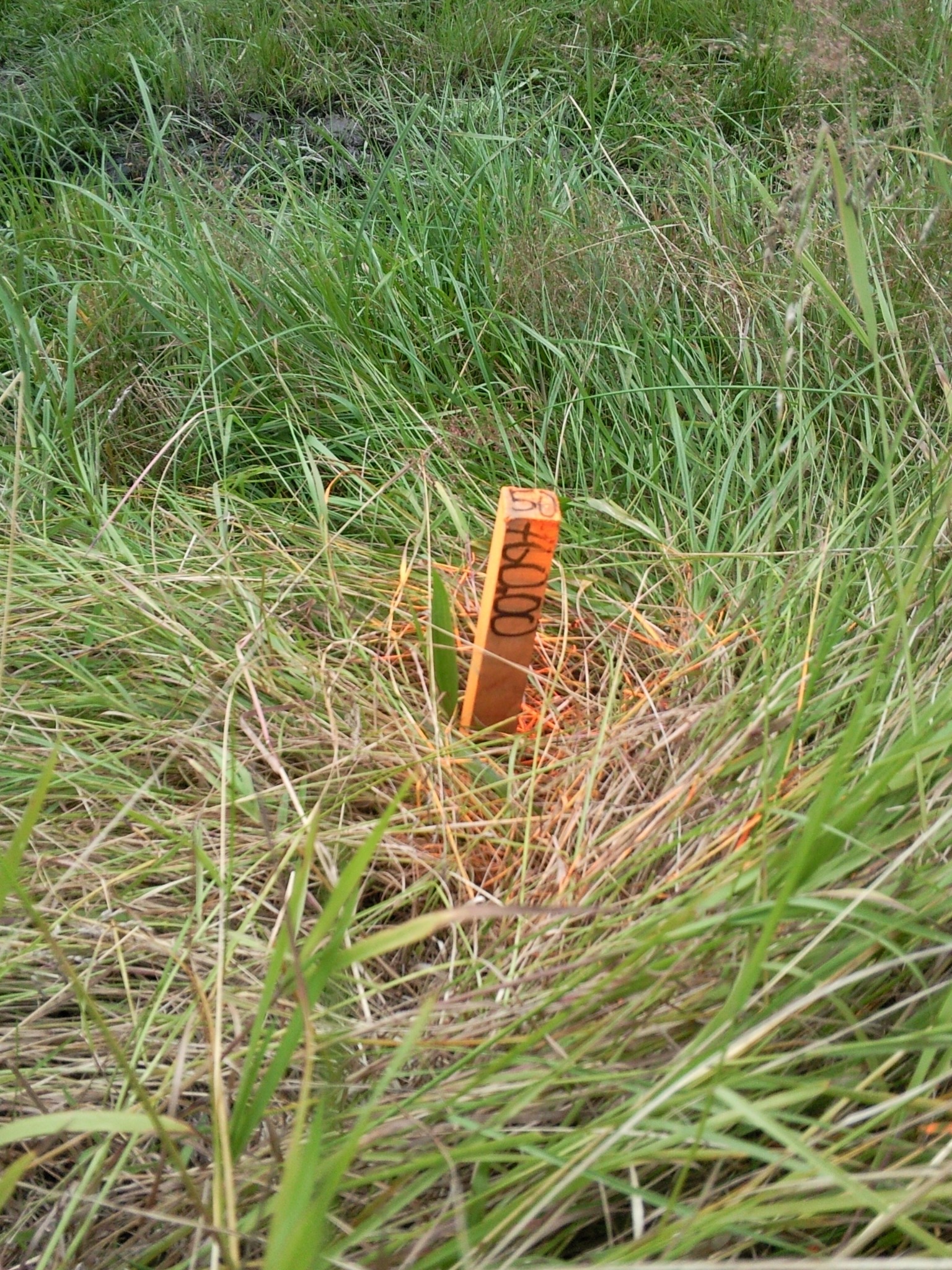 Drewniany słupek geodezyjny z napisem '50+000' wbity w gęstą, zieloną trawę na terenie budowy drogi.