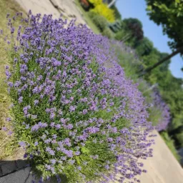 Rząd kwitnącej lawendy wzdłuż betonowego chodnika, z zielenią drzew i krzewów w tle, sfotografowany w słoneczny dzień.