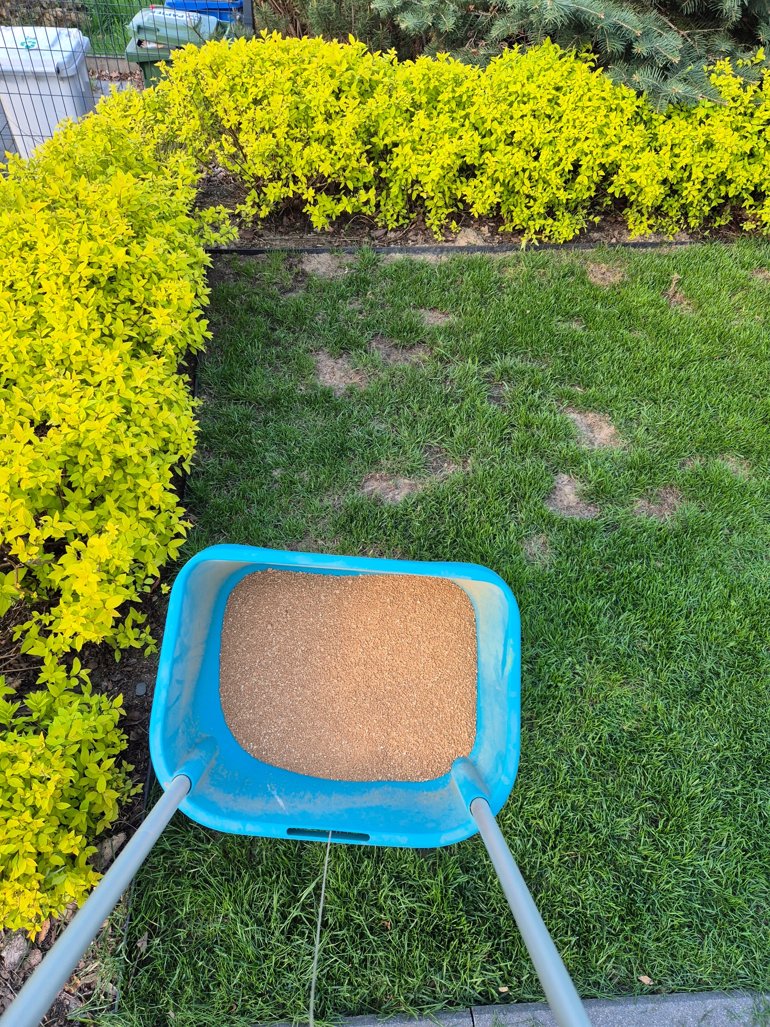 Niebieski wózek z nawozem na trawniku z żółtymi krzewami w tle. Widok z góry na proces nawożenia trawnika. Świeżo skoszona trawa.