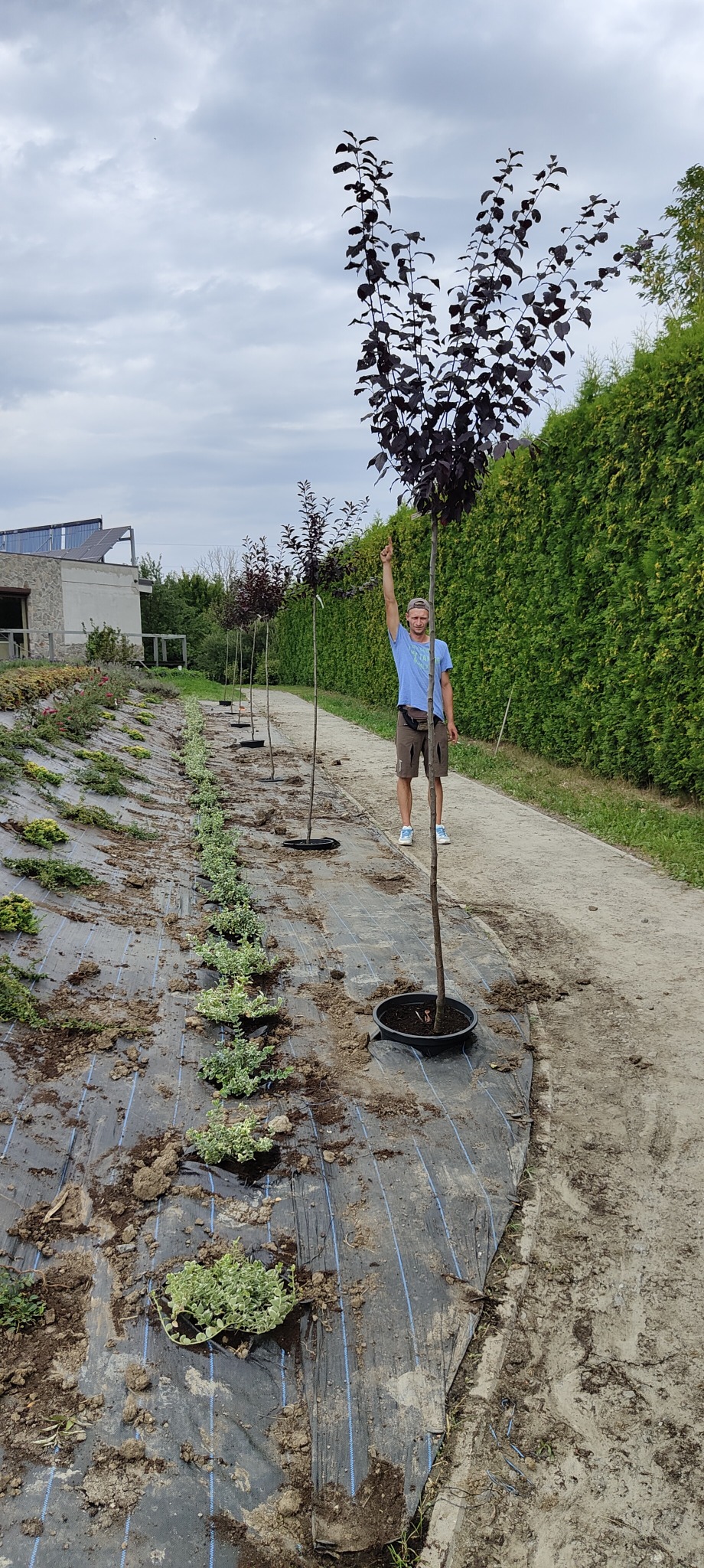 Mężczyzna w krótkich spodenkach i niebieskiej koszulce stoi obok młodego drzewa w doniczce, wskazując palcem w górę. W tle rząd podobnych drzewek, zielony żywopłot i budynek z panelami słonecznymi.