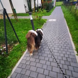 Wyprowadzanie psów Wejherowo 2