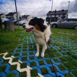 Wyprowadzanie psów Wejherowo 3