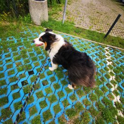 Wyprowadzanie psów Wejherowo 4