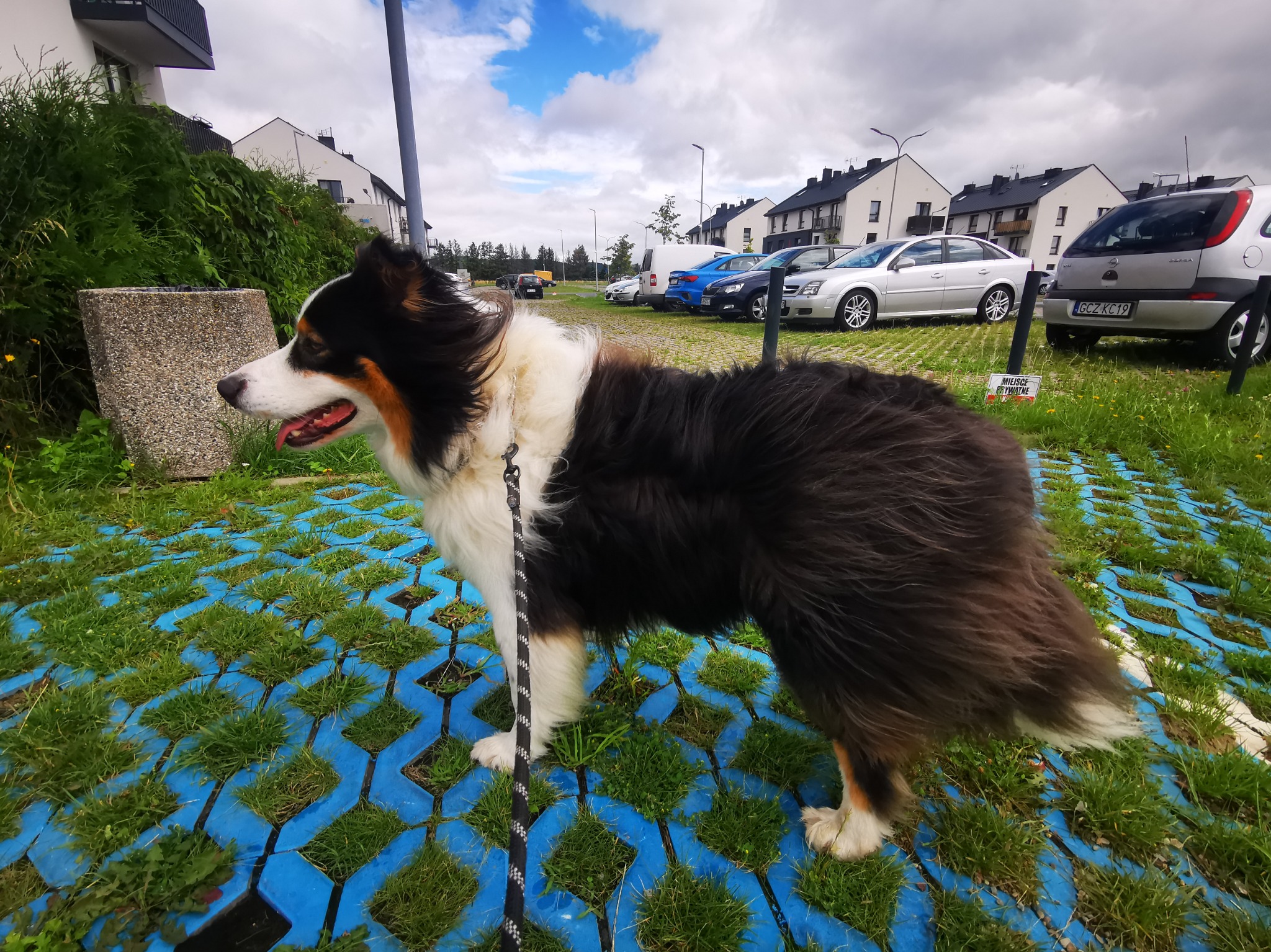 Australijski pies pasterski tricolor na niebieskiej ażurowej nawierzchni z trawą, w tle parking przed nowoczesnymi budynkami.