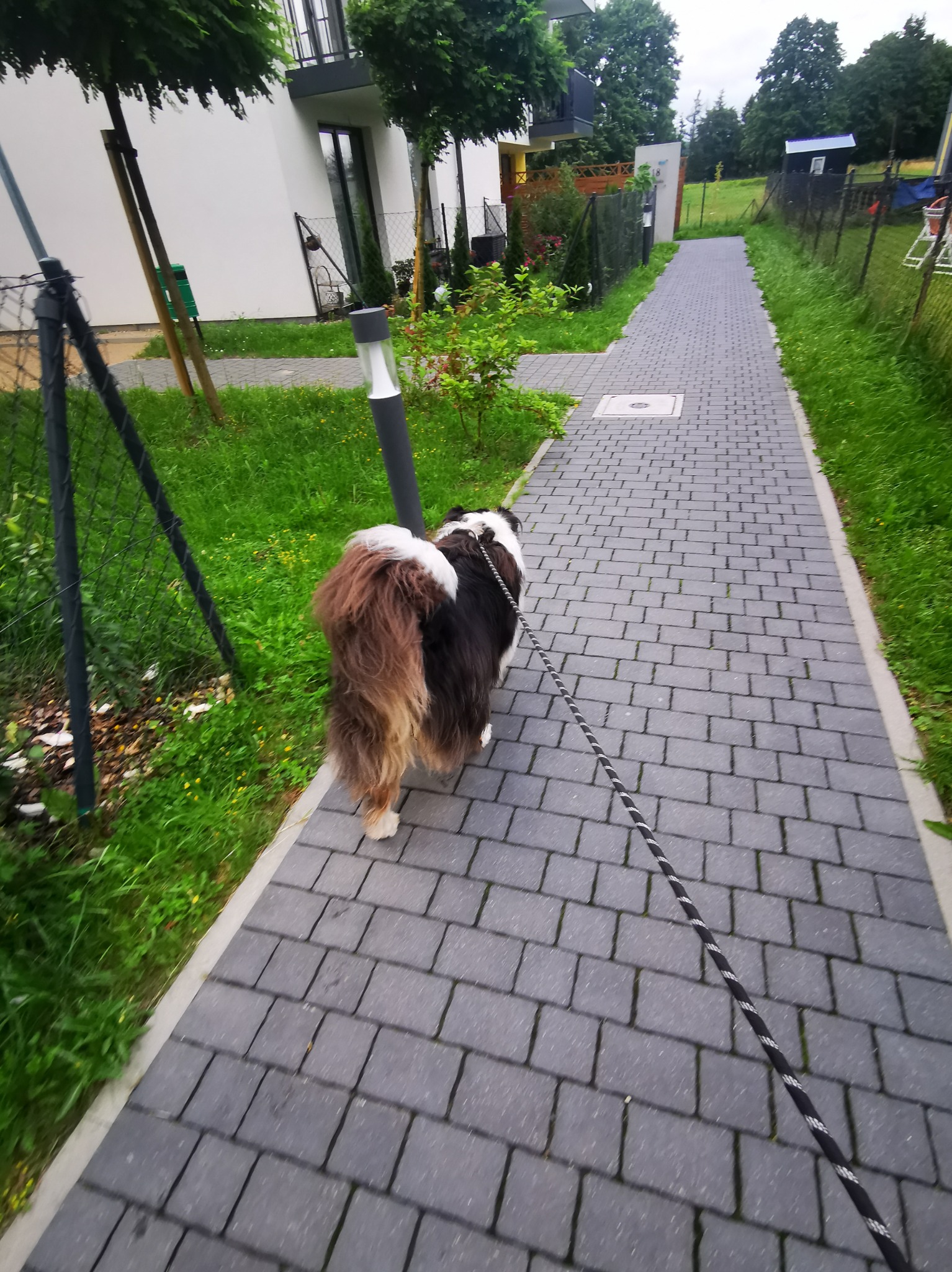 Długowłosy pies rasy Border Collie na smyczy spaceruje po szarym chodniku z kostki brukowej wzdłuż ogrodzenia i trawnika.