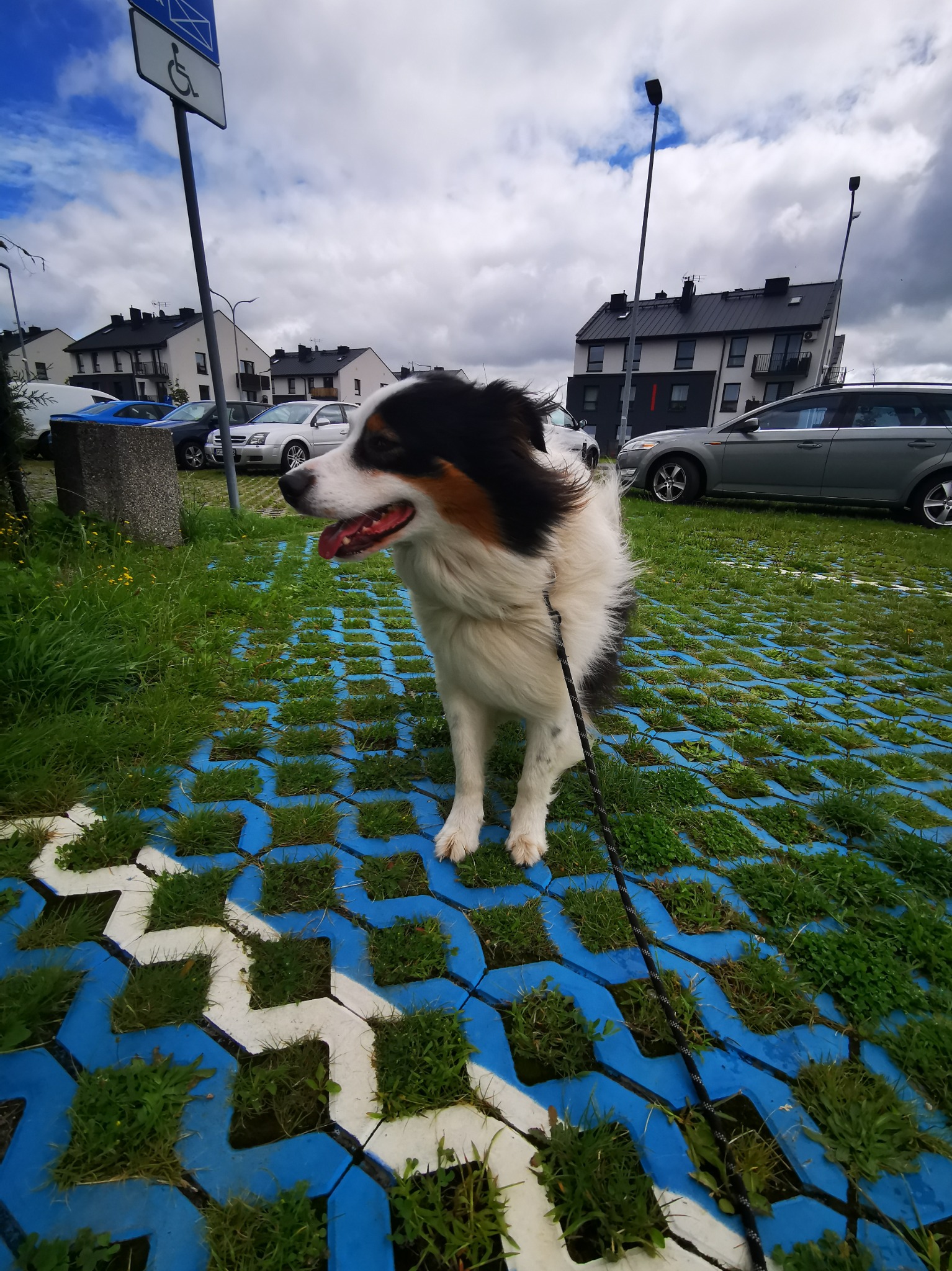 Pies rasy border collie na smyczy stoi na ażurowym parkingu z niebieskimi i białymi elementami, trawa rośnie w otworach, w tle budynki mieszkalne i zaparkowane samochody.