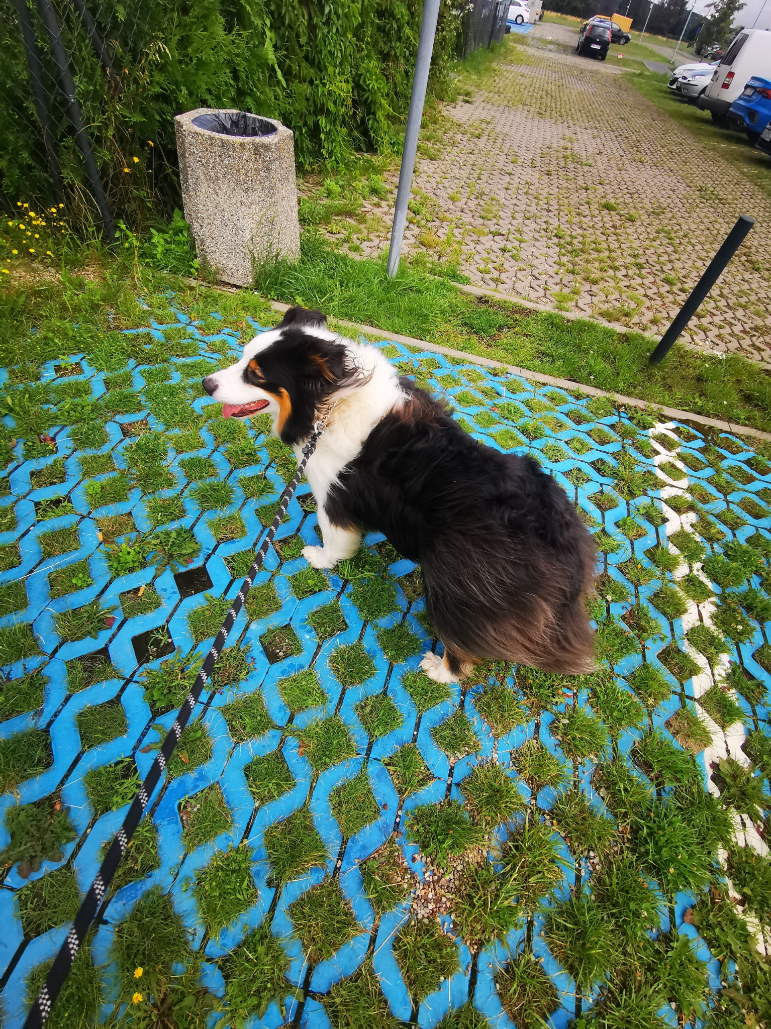 Border Collie na smyczy, stojący na niebieskiej ażurowej nawierzchni z rosnącą trawą, na tle parkingu z samochodami i zielenią.