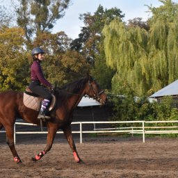 Stadniny i jazda konna Warszawa 4