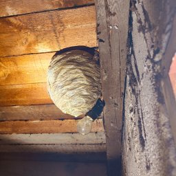 DDD-Best - Gniazdo os zawieszone pod drewnianym stropem, obok żarówki na kablu w ciemnym pomieszczeniu.