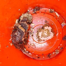 DDD-Best - Usunięte gniazdo os z larwami w pomarańczowym wiadrze, widok z góry.