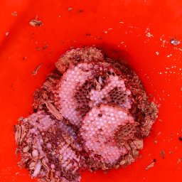 Dezynsekcja i deratyzacja Kłobuck 1