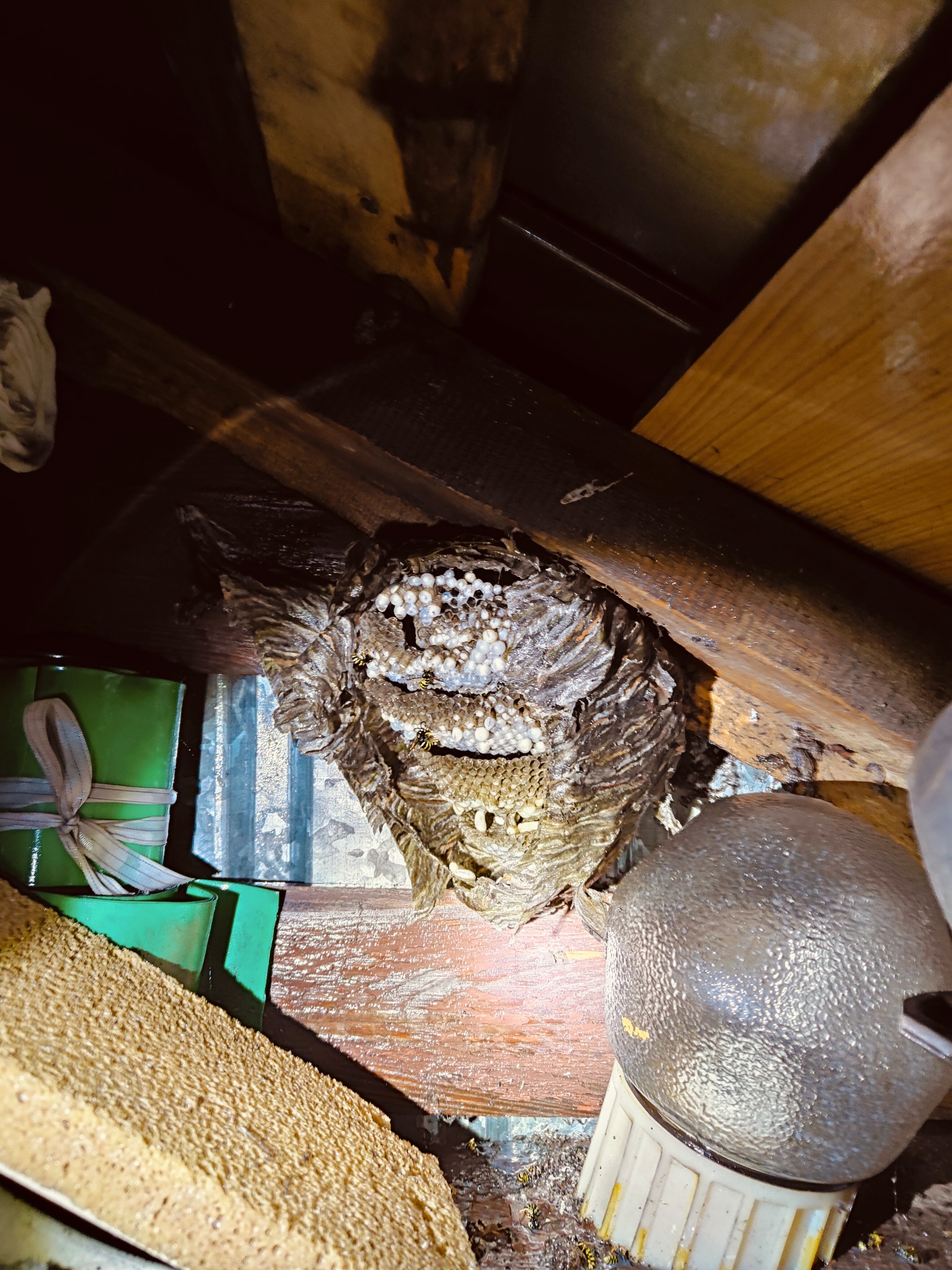 Gniazdo os z widocznymi larwami i robotnicami, umiejscowione w przestrzeni poddasza, oświetlone sztucznym światłem, obok widoczne elementy konstrukcyjne dachu oraz zielony pojemnik z wstążką.