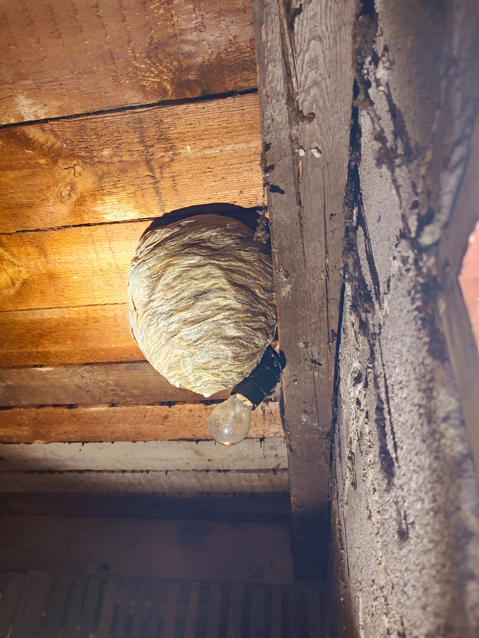 Gniazdo os zawieszone pod drewnianym stropem, obok żarówki na kablu w ciemnym pomieszczeniu.