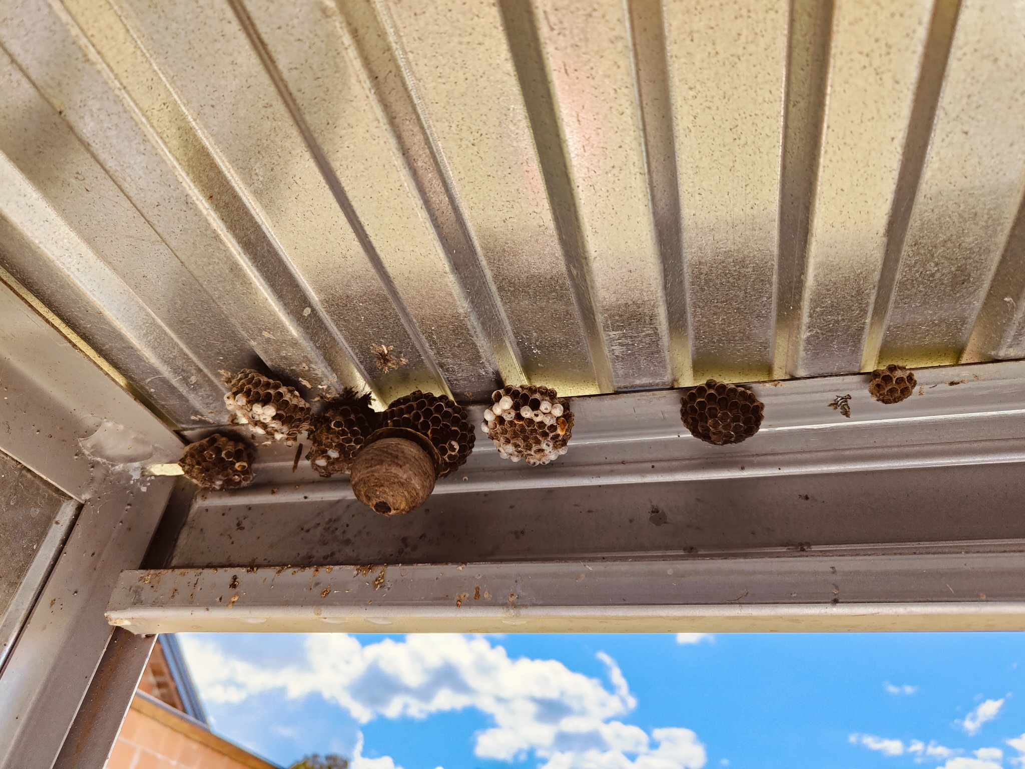 Gniazda os i szerszeni przyczepione do metalowego sufitu, widok z dołu na błękitne niebo z chmurami.