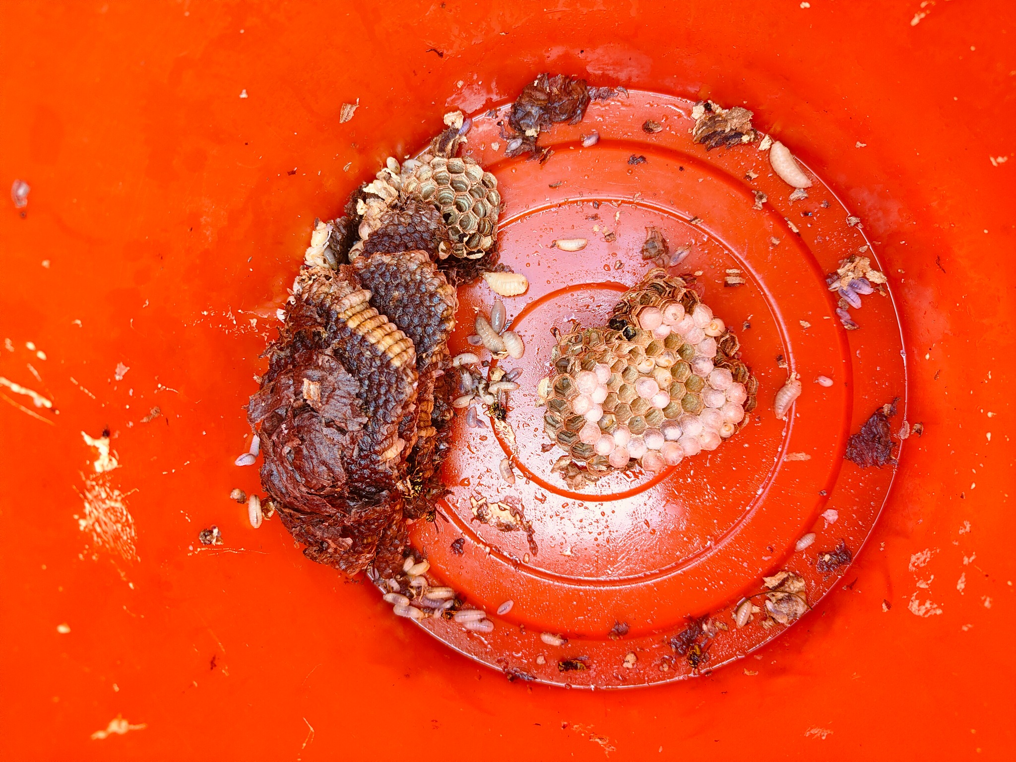 Usunięte gniazdo os z larwami w pomarańczowym wiadrze, widok z góry.