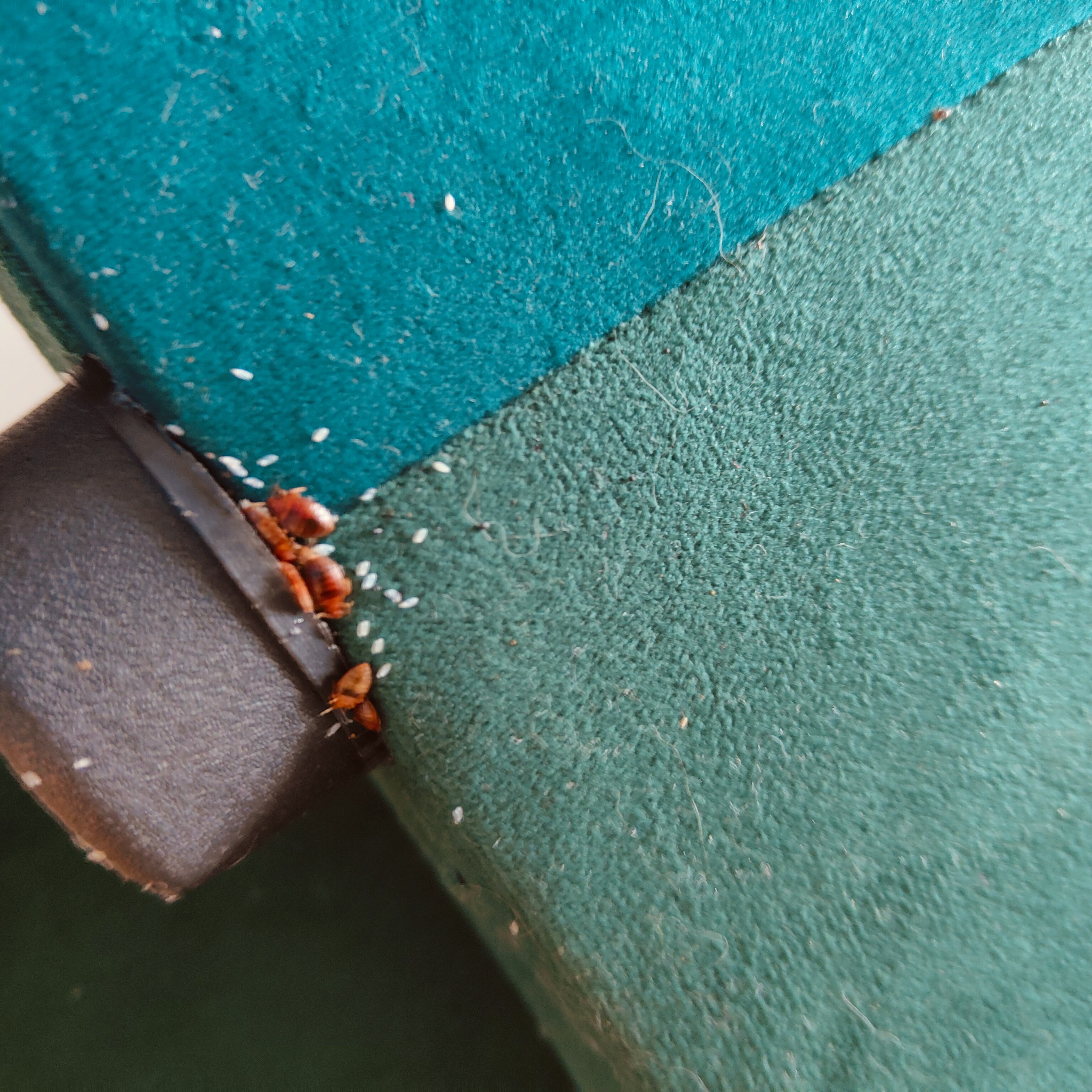 Zbliżenie na pluskwy i ich jaja w rogu tapicerowanego mebla z zielonego materiału.