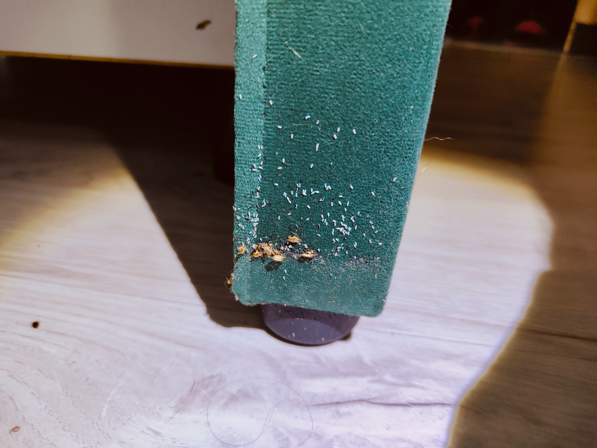 Bliskie ujęcie dolnej części nogi tapicerowanego mebla z widocznymi insektami i ich odchodami na materiale i podłodze.
