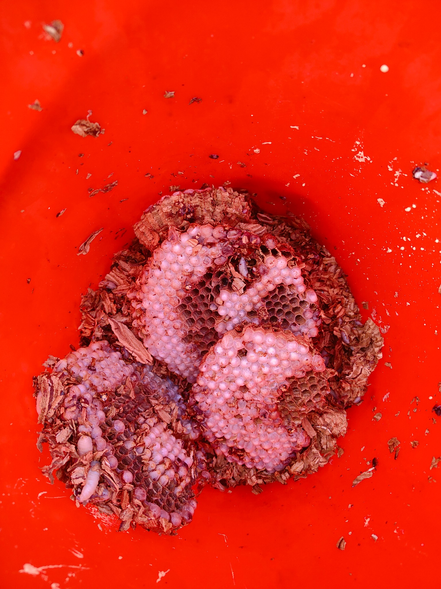 Gniazdo os z larwami wewnątrz komórek plastra, umieszczone w czerwonym plastikowym pojemniku.