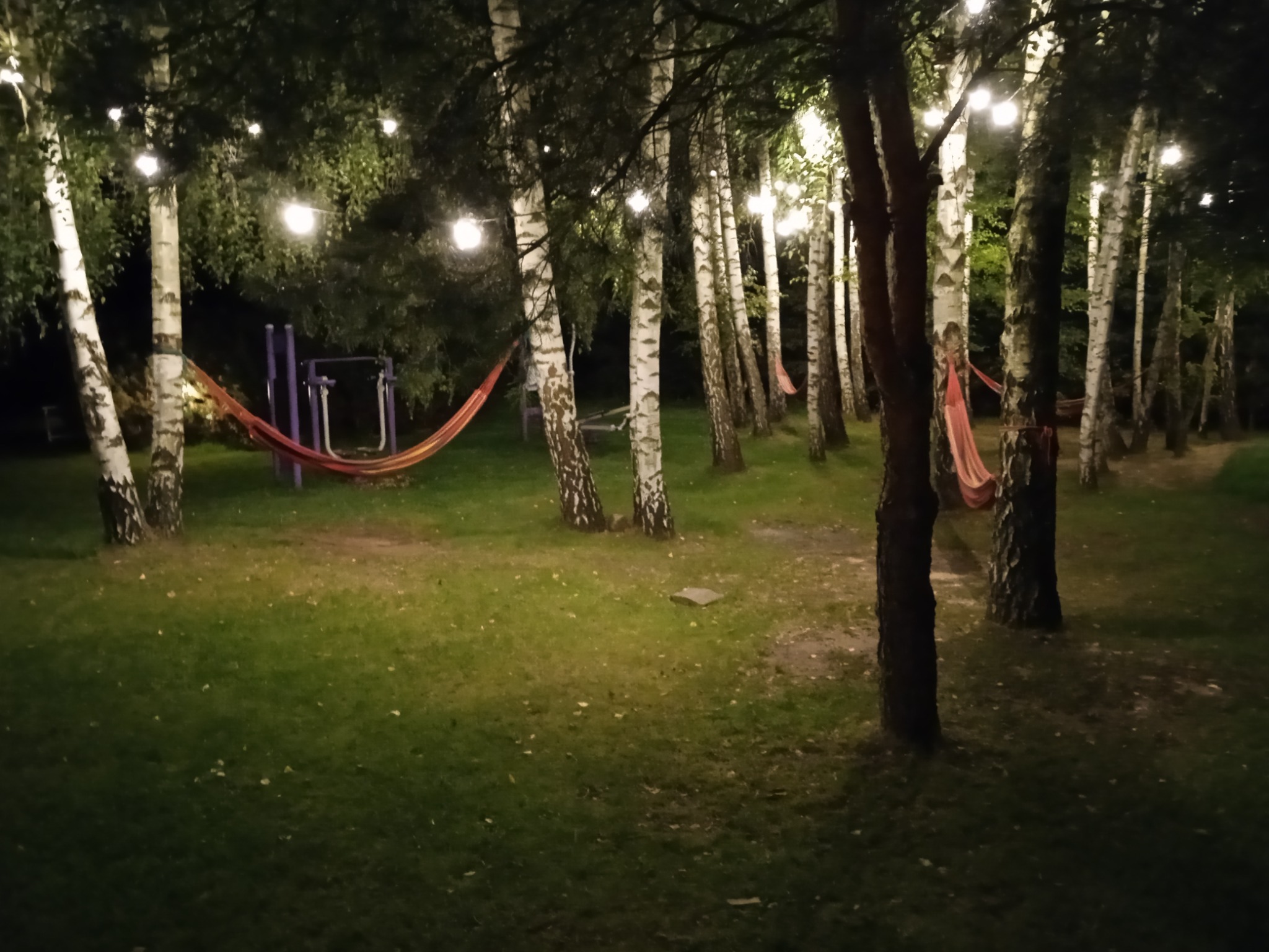 Oświetlony park nocą z rzędem brzóz, pomiędzy którymi zawieszone są hamaki, a na drzewach wiszą dekoracyjne żarówki.