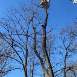Pracownik w podnośniku koszowym przycina gałęzie wysokiego, bezlistnego drzewa na tle błękitnego nieba. Widoczne świeże cięcia na pniu i gałęziach.