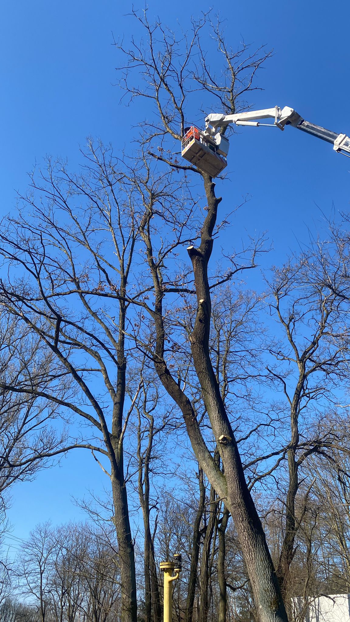 Pracownik w podnośniku koszowym przycina gałęzie wysokiego, bezlistnego drzewa na tle błękitnego nieba. Widoczne świeże cięcia na pniu i gałęziach.