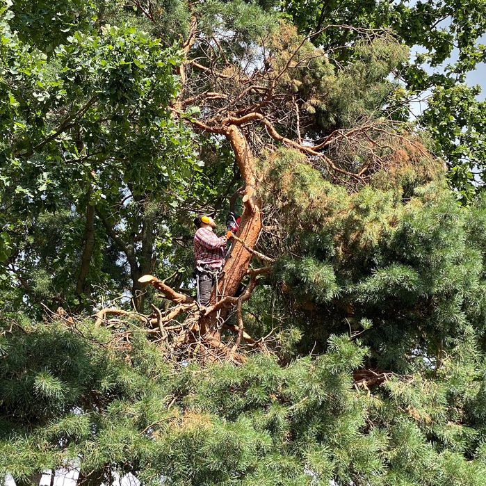 Pracownik w kasku i słuchawkach ochronnych, zabezpieczony linami, przycina gałęzie wysokiego drzewa iglastego za pomocą piły spalinowej. W tle korony innych drzew.