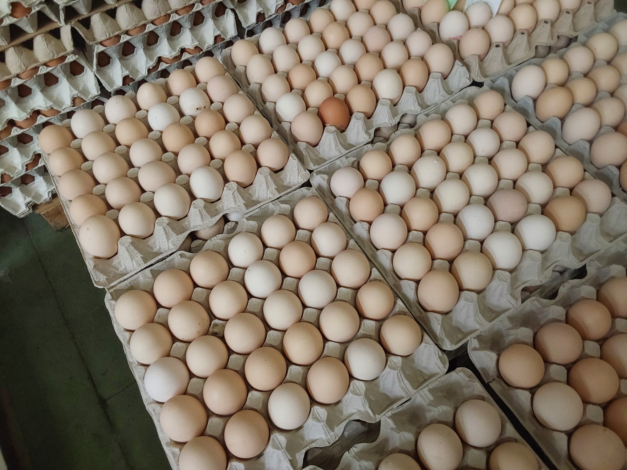 Kartonowe wytłaczanki wypełnione jasnymi i beżowymi jajami, jedno brązowe jajo wyróżnia się w środkowym rzędzie, układane warstwami.